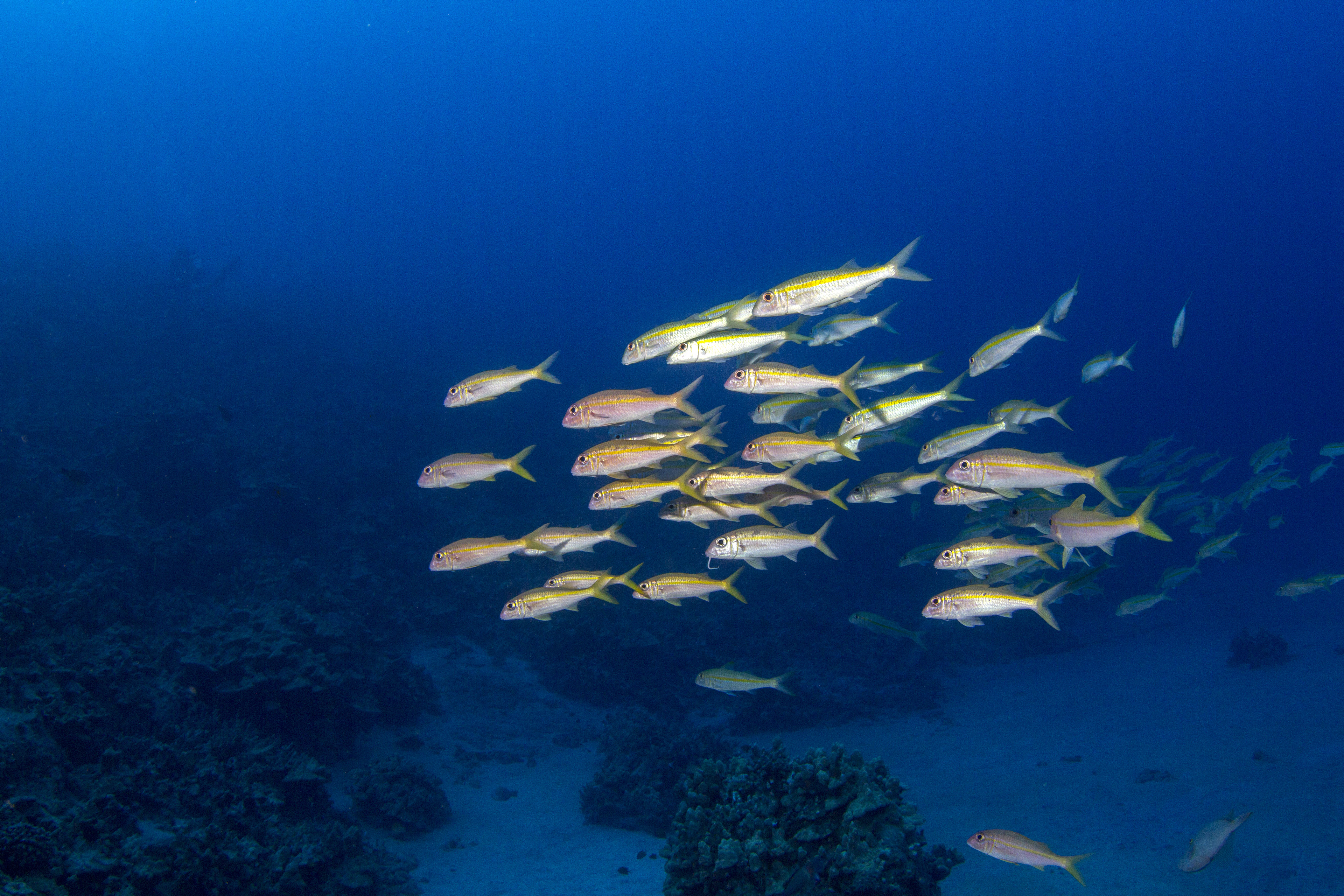 Yellowstripe goatfish (Mulloidichthys flavolineatus), Weke'a, Kailua-Kona, Big Island, Hawai'i