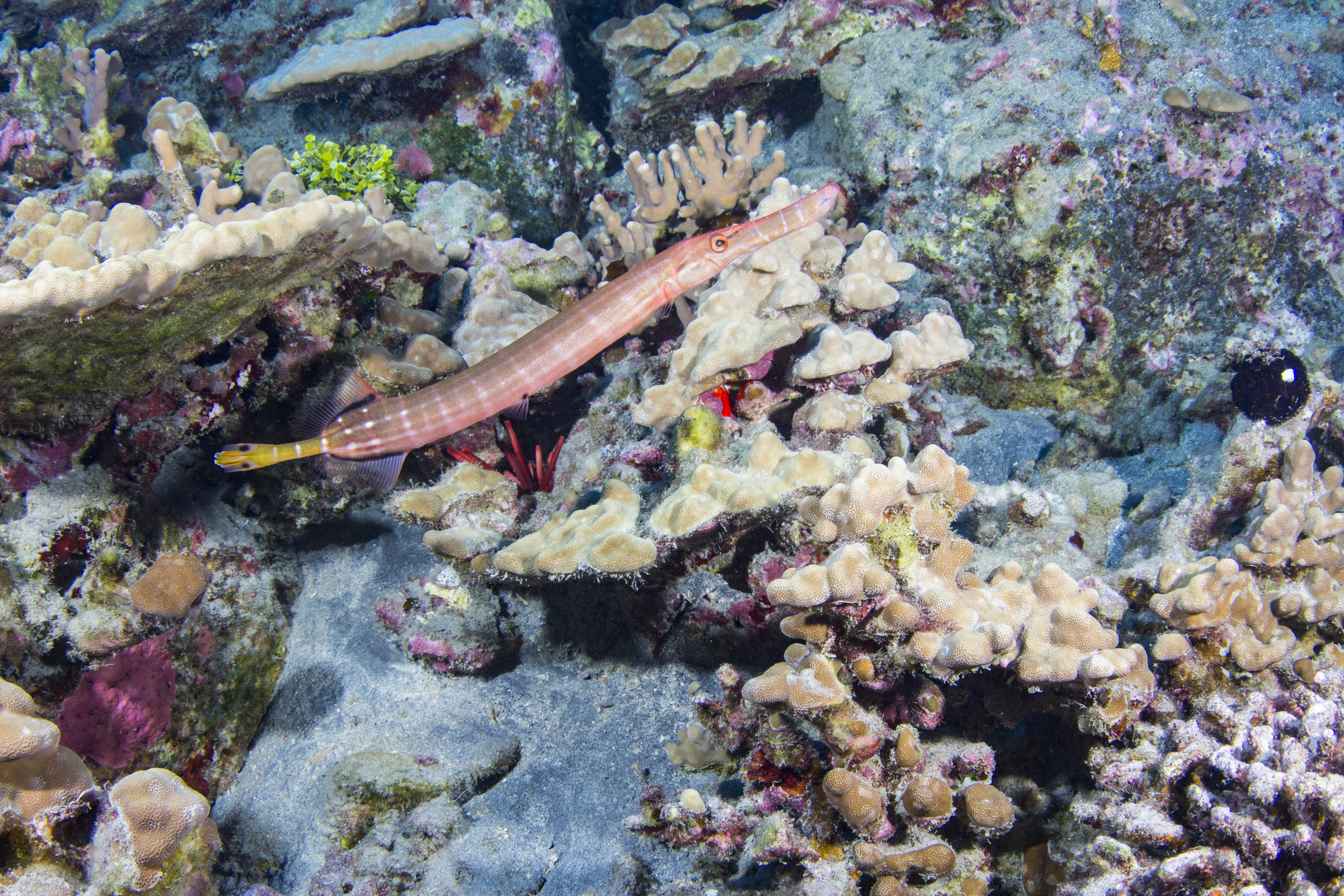 Trumpetfish (Nunu), Kailua-Kona, Big Island of Hawaii