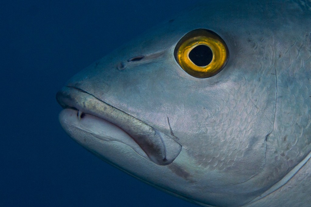 Sea bass, Great Barrier Reef, Queensland, Australia