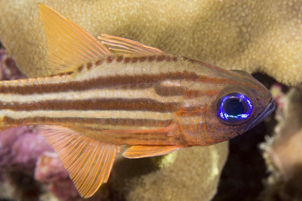 Juvenile squirrel fish, Great Barrier Reef, Queensland, Australia