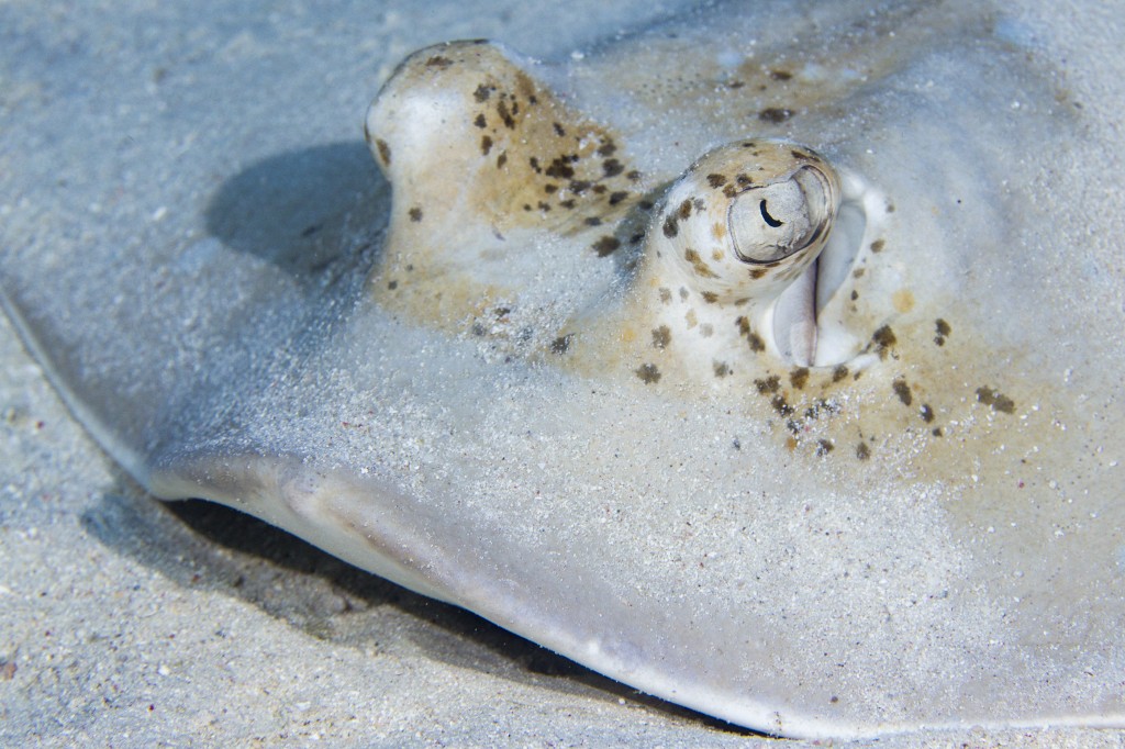 Blue spotted stingray, Great Barrier Reef, Queensland, Australia