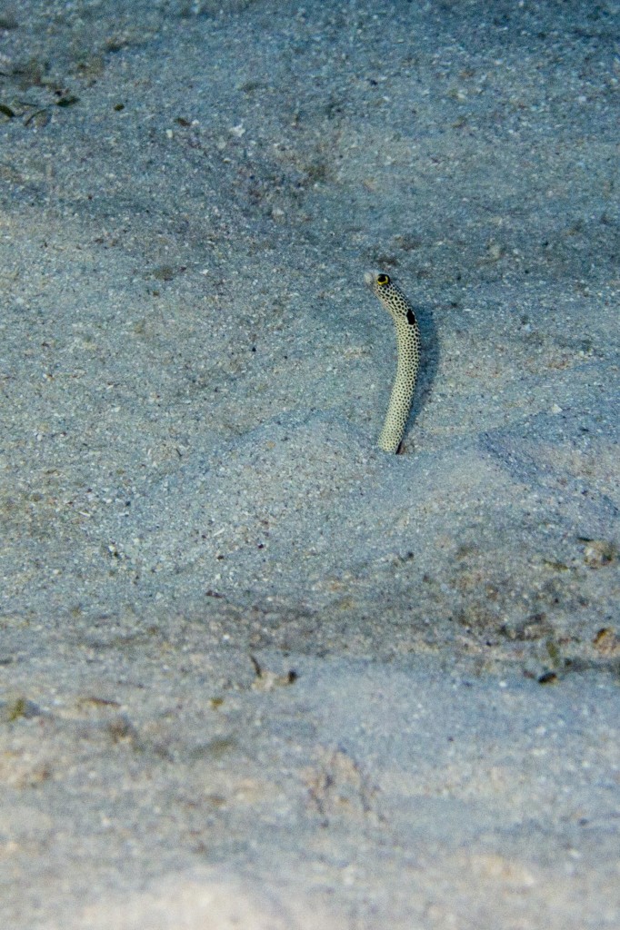 Garden eel, Outer Great Barrier Reef, Queensland, Australia