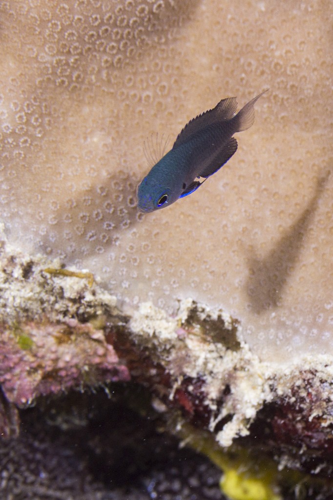 Tiny damsel fish, Great Barrier Reef, Queensland, Australia