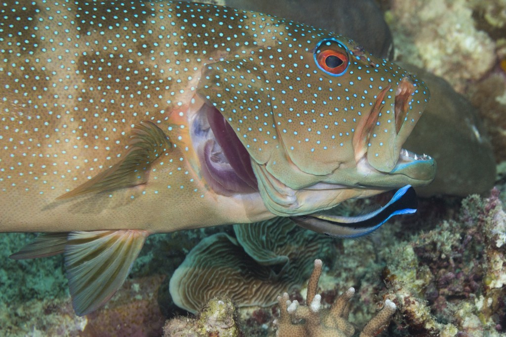 Coral trout with cleaner wrasse, Great Barrier Reef, Queensland, Australia