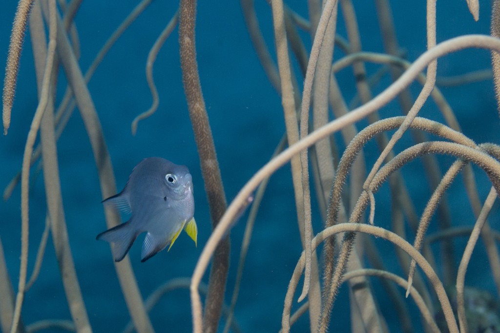 Damsel fish in a garden setting, Great Barrier Reef, Queensland, Australia