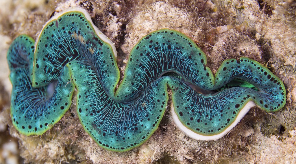 Giant clam half open, Great Barrier Reef, Queensland, Australia