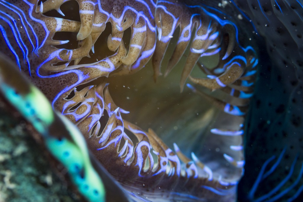 Incurrent siphon of giant clam, Great Barrier Reef, Queensland, Australia