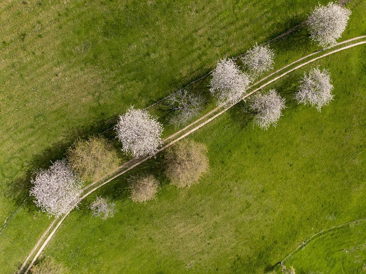 Obstbaumblüte, Drohnenaufnahme, Oberdorf, Basel-Landschaft, Sch