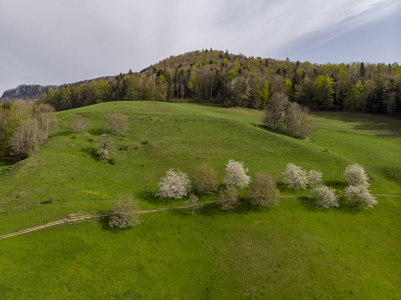 Obstbaumblüte, Drohnenaufnahme, Oberdorf, Basel-Landschaft, Sch