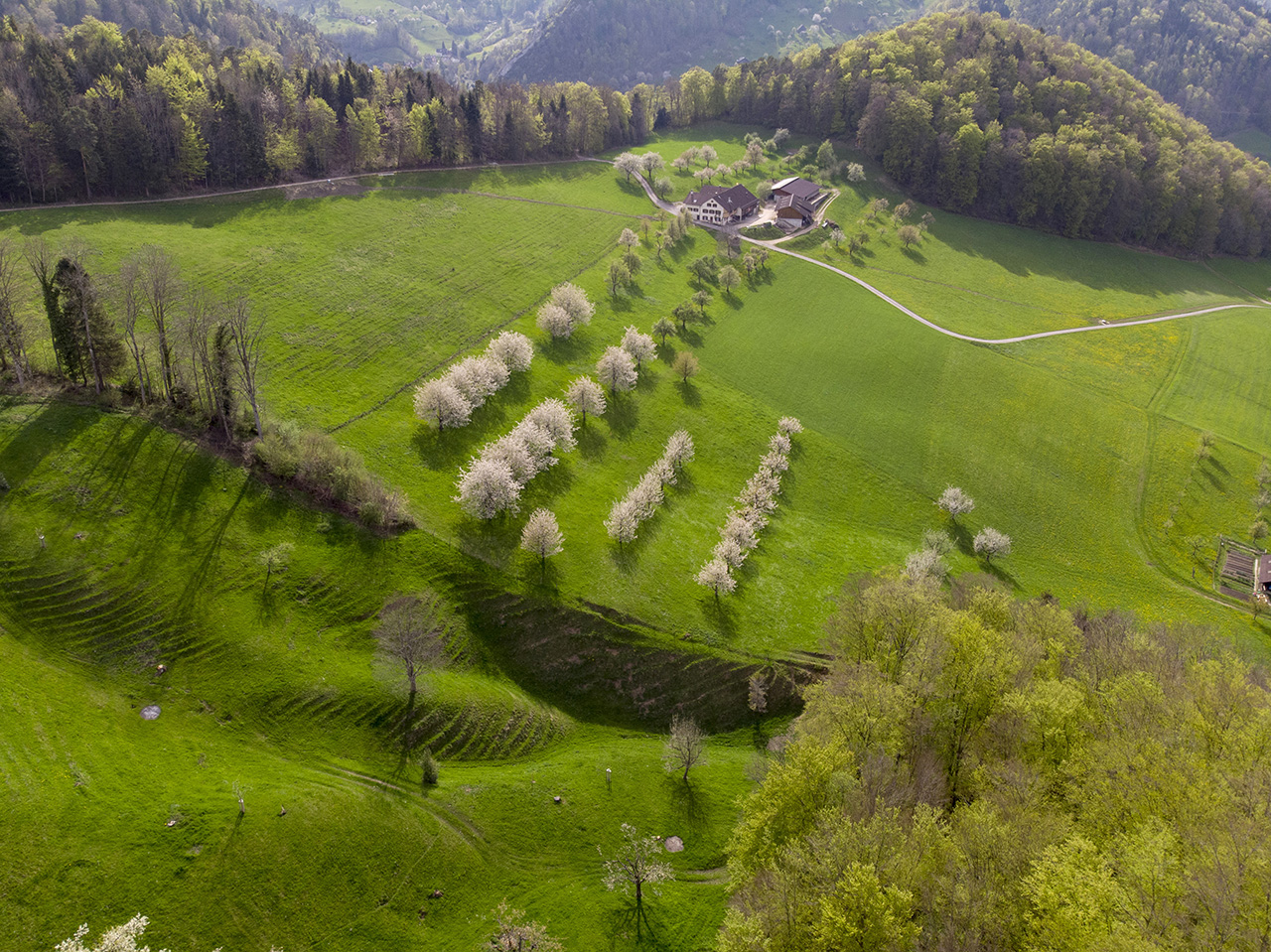 Obstbaumblüte, Drohnenaufnahme, Oberdorf, Basel-Landschaft, Sch