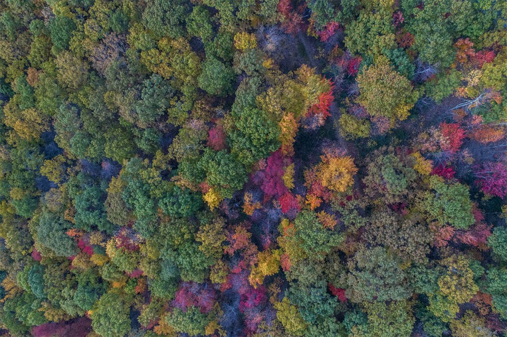 Looking down onto trees, Catskills, New York, USA