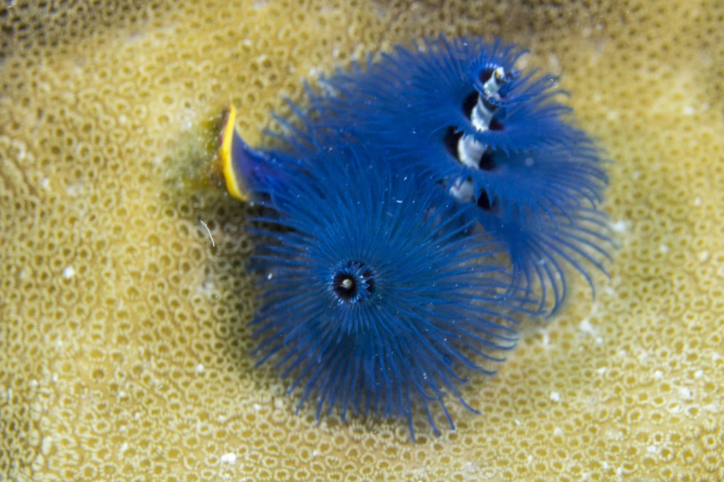 Christmas Tree Worm on Coral, Ningaloo Reef, Cairns, Australia