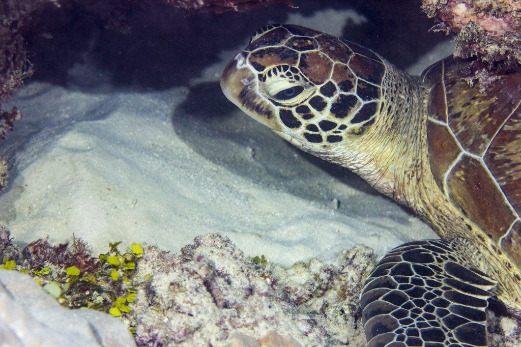 Green sea turtle, Ningaloo Reef, Cairns, Australia