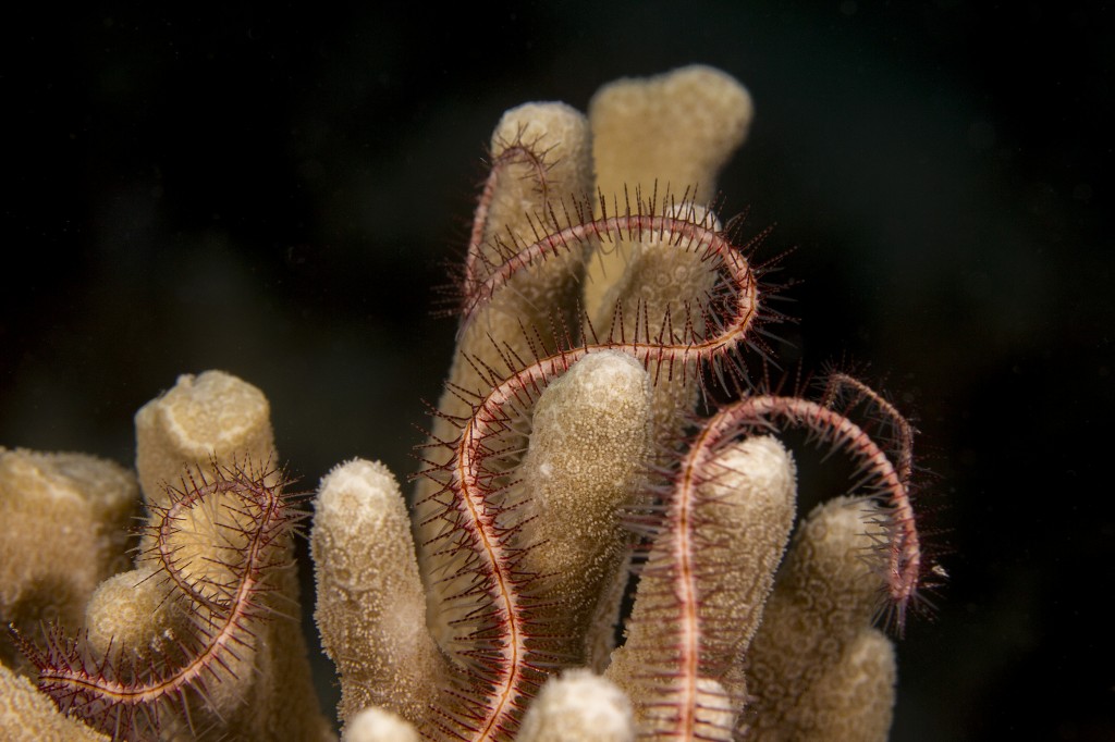 Brittle sea star on coral, Ningaloo Reef, Cairns, Australia