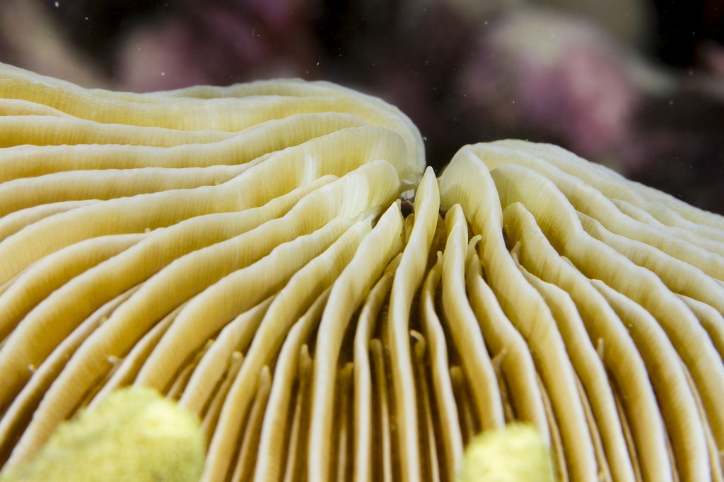 Mushroom coral detail, Ningaloo Reef, Cairns, Australia