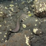 Eels out looking for prey