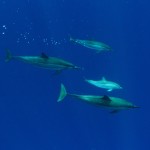 Bottleneck dolphins in a pack