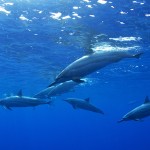 Bottleneck dolphins in a pack