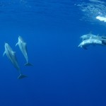 Bottleneck dolphins