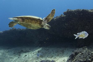 Hawaii Sea Turtle