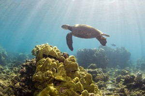 Honu at Wailea Bay, Maui